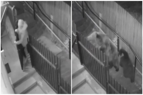 Evdən çıxanda ayı ilə qarşılaşdı: QORXULU ANLAR - VİDEO