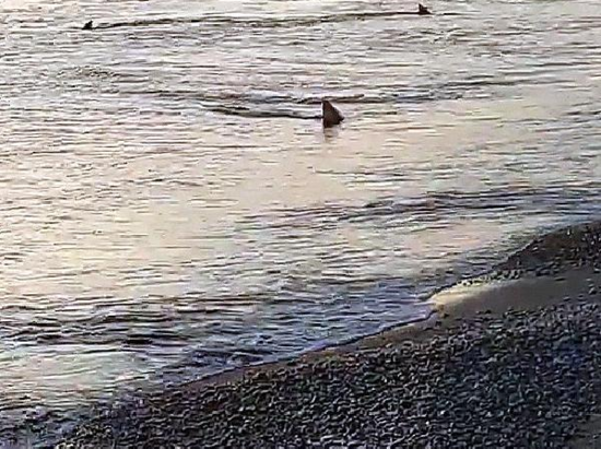 Sahilə yaxınlaşan köpəkbalıqları insanları qorxutdu - VİDEO