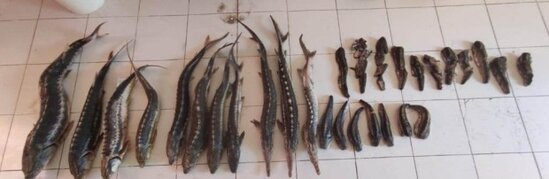 Qanunsuz balıq ovlayan 20 nəfər saxlanıldı - FOTOLAR