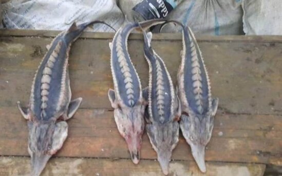 Qanunsuz balıq ovlayan 20 nəfər saxlanıldı - FOTOLAR