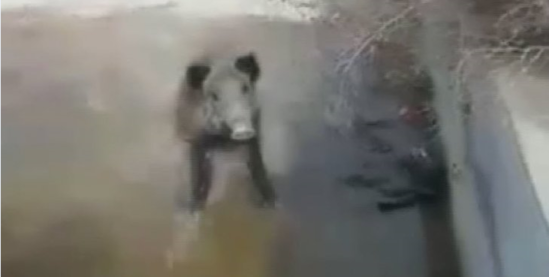 Hovuza yıxılan donuz gözlənilmədən insanlara hücum etdi - VİDEO