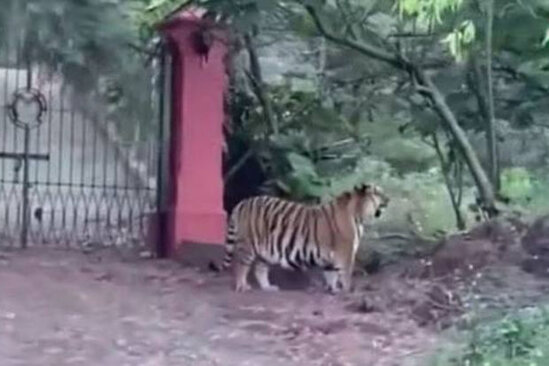 Yaşayış məkanında görünən pələng yerli sakinlər arasında təşviş yaradıb - VİDEO