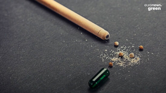 Karandaş əkib, Milad ağacı yetişdirmək mümkün olacaq - FOTO/VİDEO