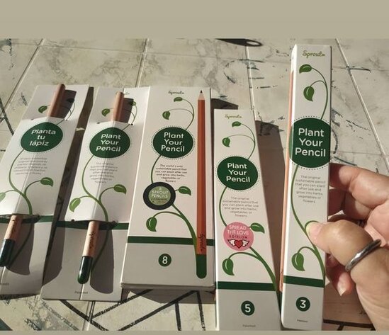 Karandaş əkib, Milad ağacı yetişdirmək mümkün olacaq - FOTO/VİDEO