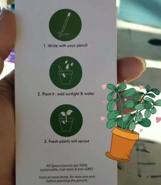 Karandaş əkib, Milad ağacı yetişdirmək mümkün olacaq - FOTO/VİDEO