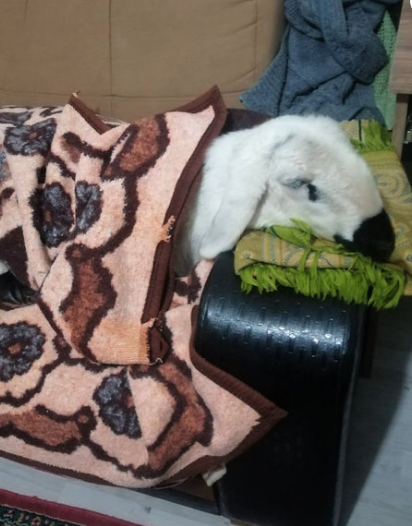 Uşağı olmayan ailə görün nə etdi - FOTO