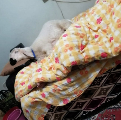 Uşağı olmayan ailə görün nə etdi - FOTO