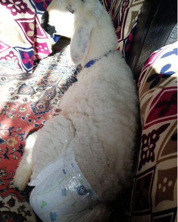 Uşağı olmayan ailə görün nə etdi - FOTO