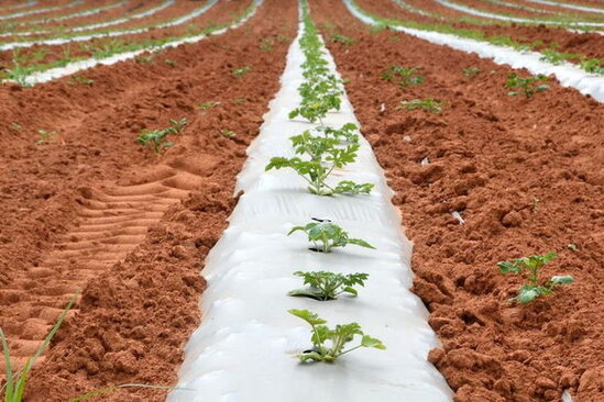 Bəşəriyyətin sonunu gətirə biləcək ölümcül təhlükə