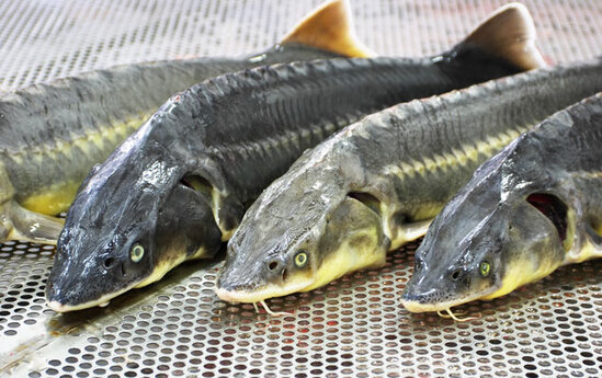 Qanunsuz ov edənlər cəzalandırıldı