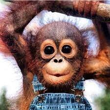 Meymun bu hərəkətiylə GÜNDƏM OLDU - VİDEO