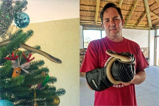 Milad ağacındakı ölümcül təhlükəli ilan hər kəsi qorxutdu - VİDEO