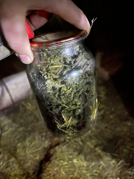 Narkotiki it damında gizlədən şəxs saxlanılıb - FOTO