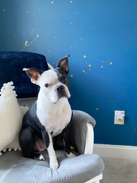 Qəribə davranmağa başlayan it uşağın həyatını xilas etdi - FOTO