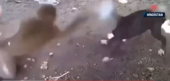 Meymunların itlərdən AMANSIZ intiqamı: 250 iti... - FOTO