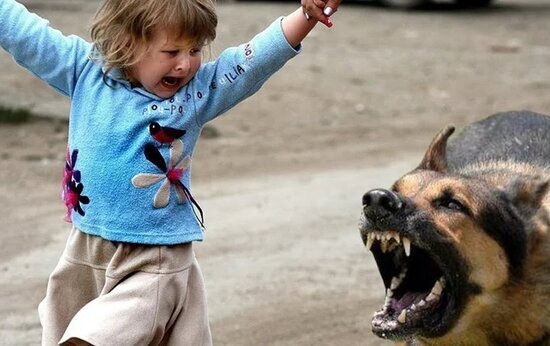 4 yaşlı qıza itlər hücum etdi - ANBAAN VİDEO