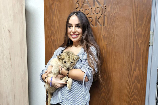 Bakı Zooparkında şir balası dünyaya gəlib - FOTO