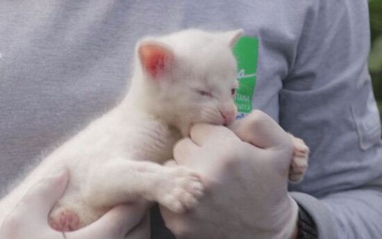 Kolumbiyada nadir heyvan xilas edildi - VİDEO