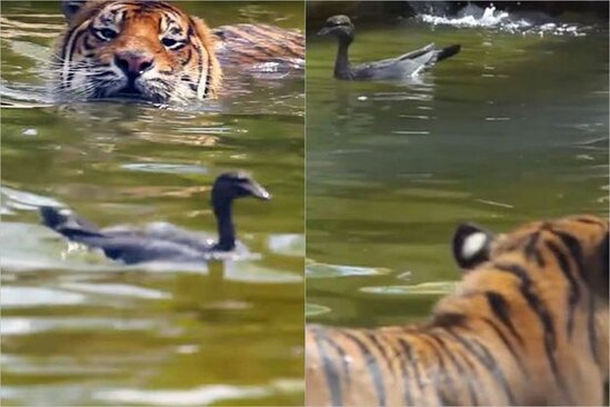 Pələnglə "gizlənqaç" oynayan hiyləgər ördək hər kəsi güldürdü - VİDEO