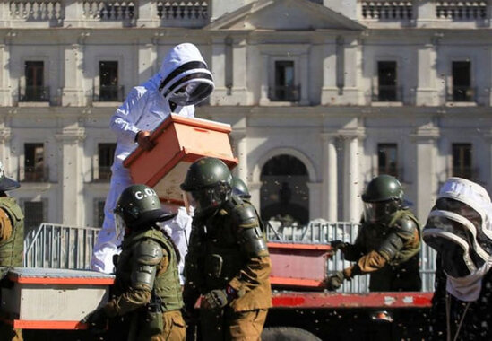Çilidə arılar aksiyanı dağıtmağa çalışan polislərə hücum etdilər - VİDEO