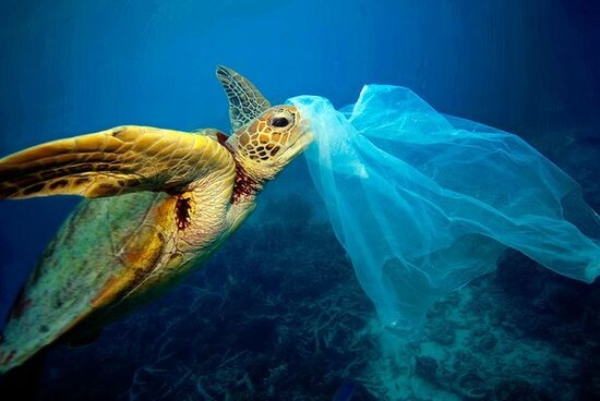 Tısbağanın mədəsindən 10 növ plastik çıxarıldı – FOTO - VİDEO