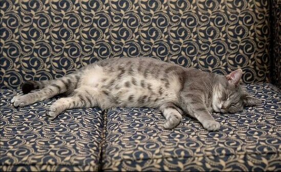 Baydenin nitqini kəsməsi taleyini həll etdi: Ağ Evin yeni sakini oldu - FOTO