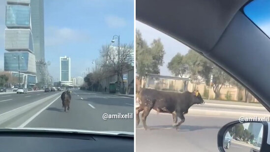 Bakıda öküz yolda təhlükəli vəziyyət yaratdı (VİDEO)