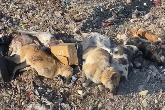 Gəncədə itlər kütləvi şəkildə öldürüldü: Araşdırma başladı - YENİLƏNİB + VİDEO