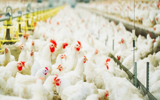 Azərbaycana diri toyuq gətirilməsi DAYANDIRILDI