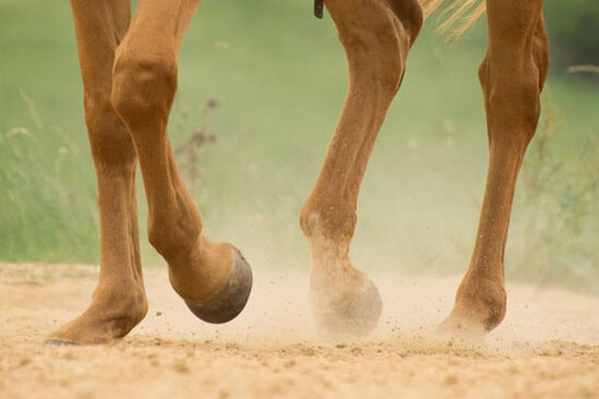 Atın ayaqları altında qalmaqdan son anda xilas oldu - VİDEO