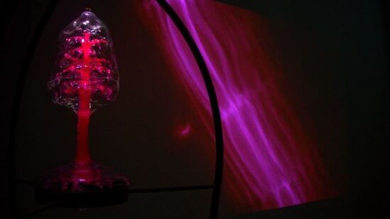 Mikroplastikləri udan ağac tapılıb-FOTO/VİDEO