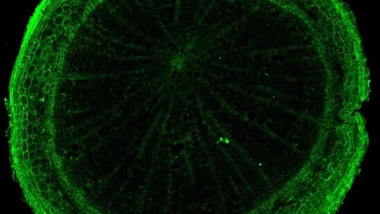 Mikroplastikləri udan ağac tapılıb-FOTO/VİDEO