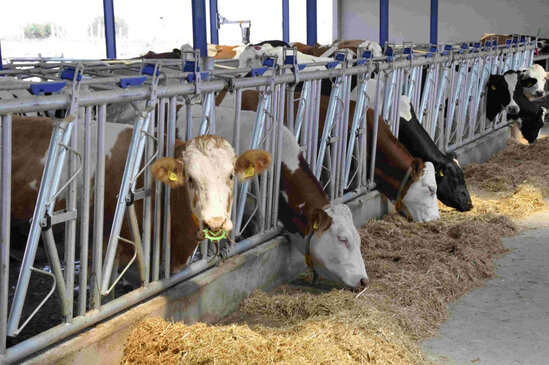 Azərbaycanda heyvanlar çipləşdiriləcək