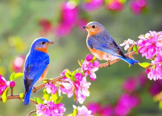 Gələn həftə Azərbaycana yaz fəsli daxil olacaq