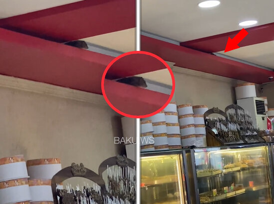 Bakıdakı restoranda İYRƏNC MƏNZƏRƏ - Siçovul gəzir - VİDEO