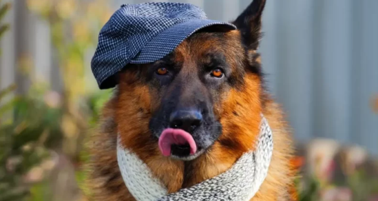 Alman iti bazara gəlib görün nə etdi - VİDEO