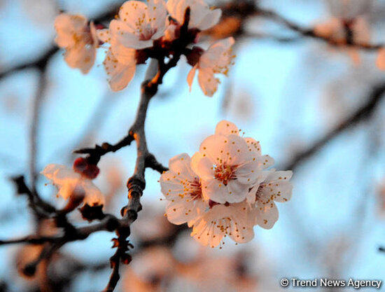 Azərbaycana yaz fəsli gəldi