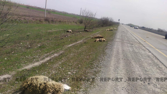 Kürdəmirdə mikroavtobus qoyun sürüsünə girib - FOTO