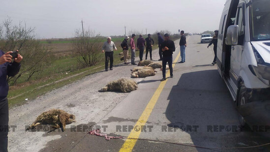 Kürdəmirdə mikroavtobus qoyun sürüsünə girib - FOTO