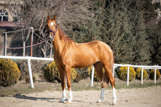 Azərbaycanda ilk dəfə Qarabağ atları hərrac yolu ilə satışa çıxarılır - FOTO