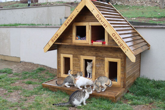 Şuşada pişiklər üçün sığınacaq yaradılıb - FOTO