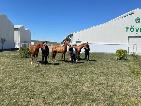 Qarabağ atı bu qiymətə satıldı