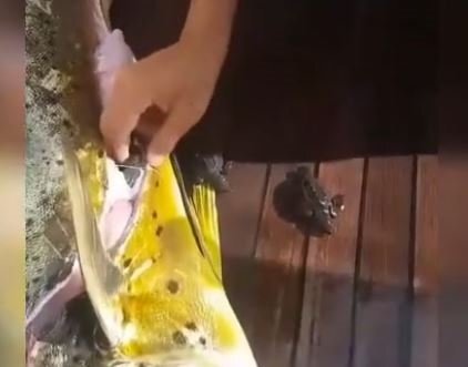 Balığın içindən görün nə çıxdı - FOTOLAR