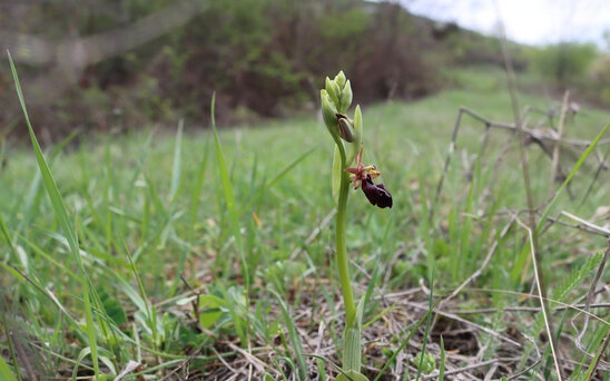 Şuşada Xarıbülbül çiçək açmağa başladı - FOTO