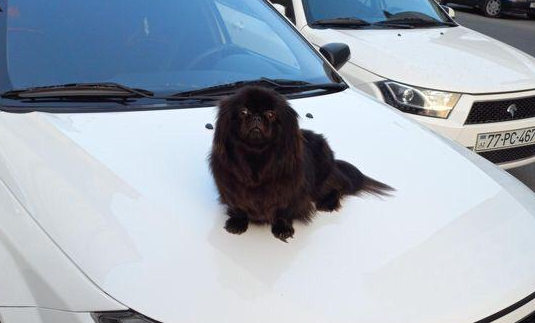 Bakıda oğurlanan bu it axtarılır - FOTO