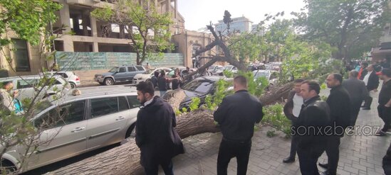 Bakıda güclü külək ağacı maşınların üzərinə aşırtdı - FOTOLAR