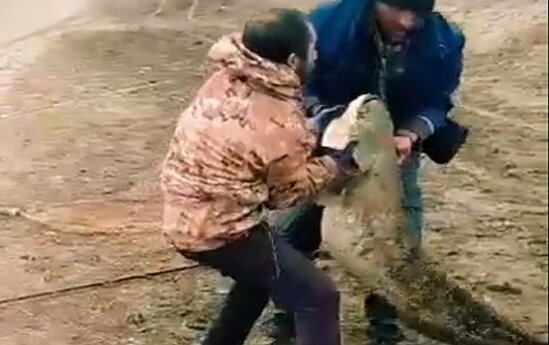 Azərbaycanda kanaldan tilovla nəhəng balıq tutuldu - FOTO
