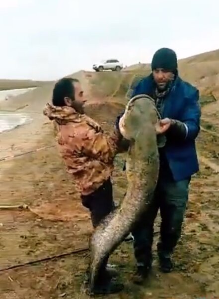 Azərbaycanda kanaldan tilovla nəhəng balıq tutuldu - FOTO