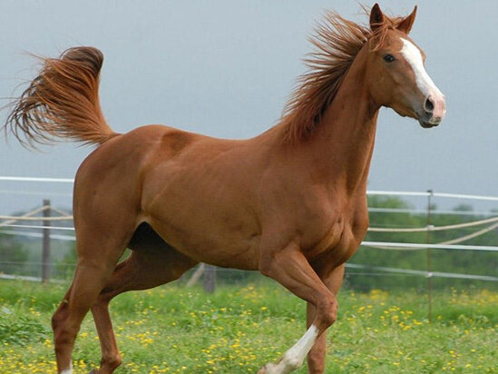 Qarabağ atları kraliça II Elizabet üçün şou göstərəcək - FOTO