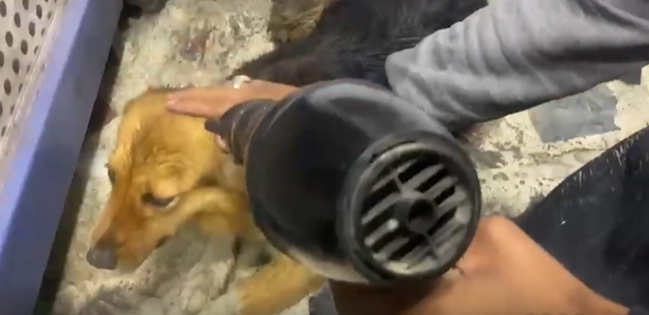 Yağışda islanıb üşüyən iti fenlə qurutdular - VİDEO